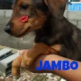 Jambo