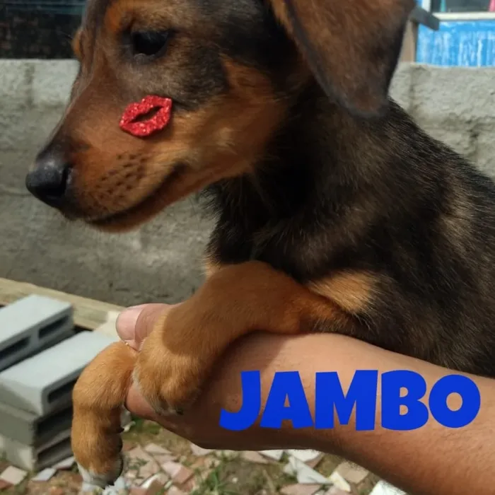 Cachorro raça SRD idade 2 a 6 meses nome Jambo