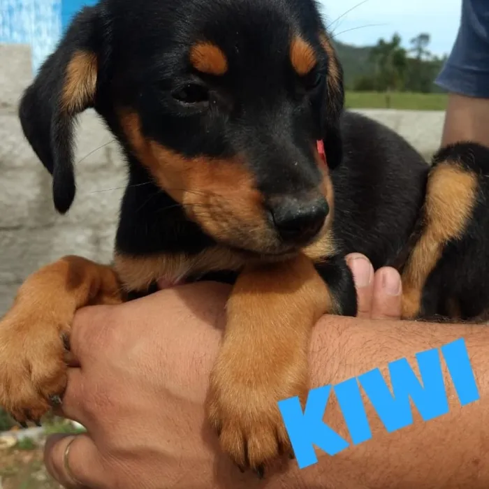 Cachorro raça SRD idade 2 a 6 meses nome Kiwi