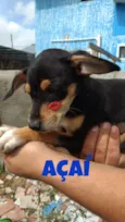 Açaí