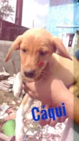 Cáqui