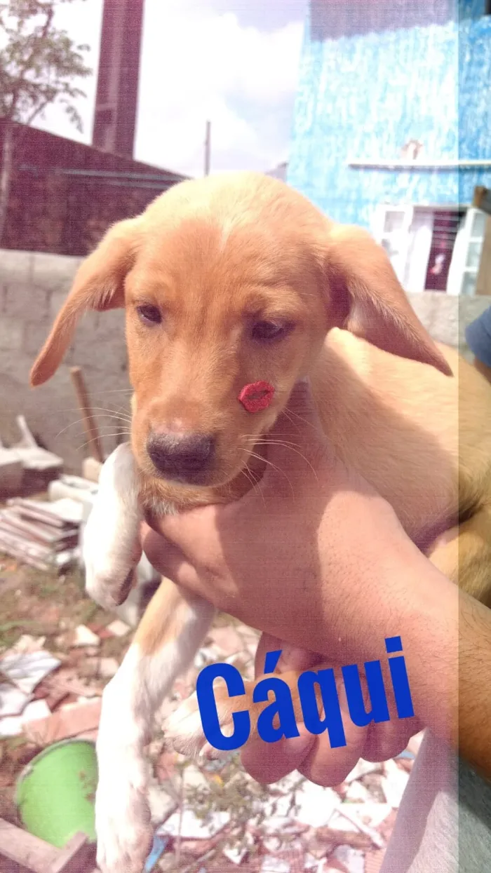 Cachorro raça SRD idade 2 a 6 meses nome Cáqui