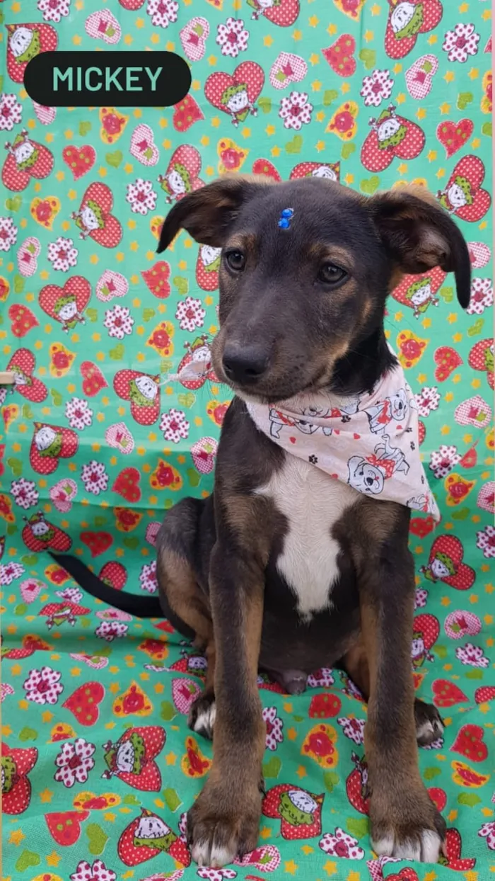 Cachorro raça SRD idade 2 a 6 meses nome Mickey