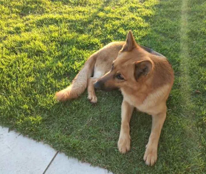 Cachorro ra a Pastor Alemão  idade 3 anos nome Zeus