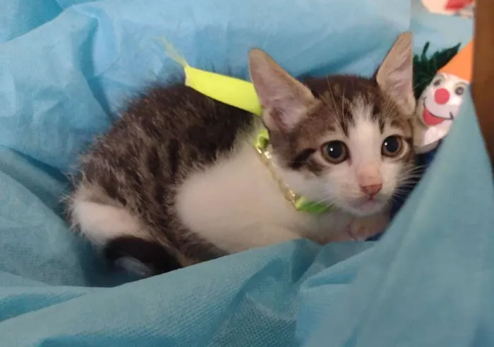 Gato ra a SRD-ViraLata idade 2 a 6 meses nome LUCKY