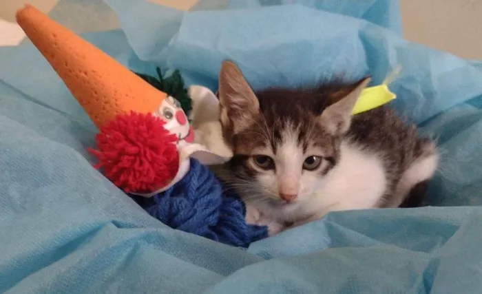 Gato ra a SRD-ViraLata idade 2 a 6 meses nome LUCKY