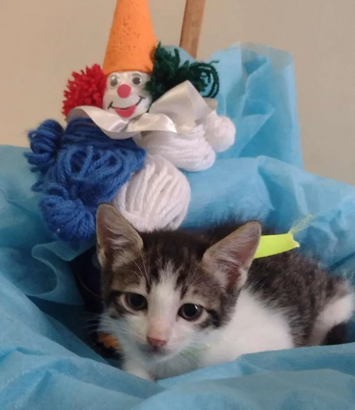 Gato ra a SRD-ViraLata idade 2 a 6 meses nome LUCKY
