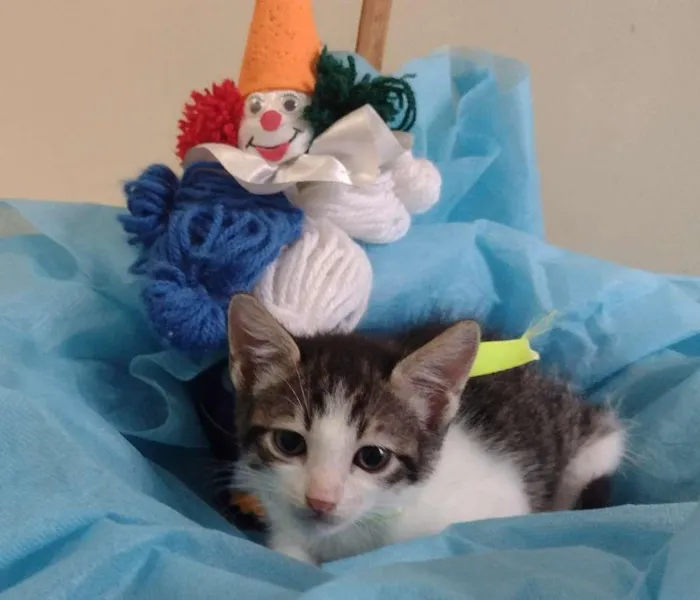 Gato ra a SRD-ViraLata idade 2 a 6 meses nome LUCKY