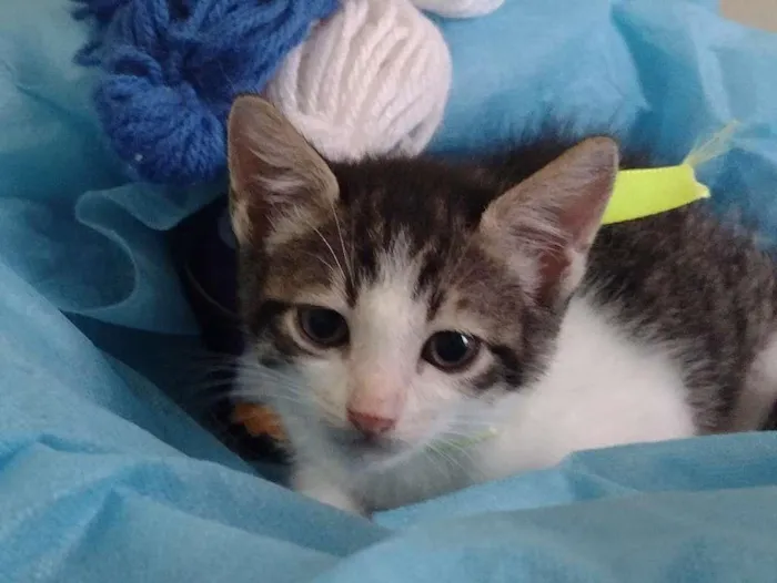 Gato ra a SRD-ViraLata idade 2 a 6 meses nome LUCKY