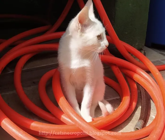 Gato ra a srd idade 2 a 6 meses nome Tapioca