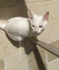 Tapioca