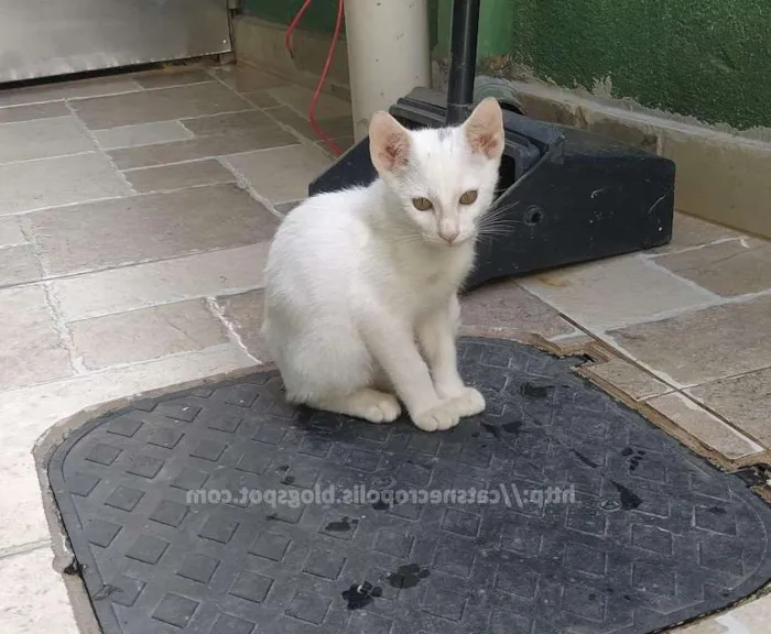 Gato ra a srd idade 2 a 6 meses nome Ninho