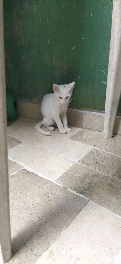 Gato ra a srd idade 2 a 6 meses nome Ninho