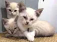 Kiki, Kitty e tuti 