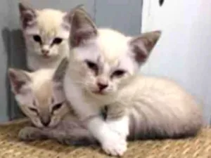 Gato raça SRD idade 2 a 6 meses nome Kiki, Kitty e tuti 