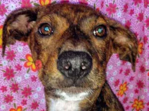 Cachorro raça SRD idade 2 a 6 meses nome Érico