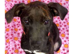 Cachorro raça SRD idade 2 a 6 meses nome Lótus