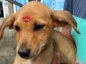 Cachorro raça SRD idade 2 a 6 meses nome Pitaya
