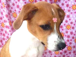 Cachorro raça SRD idade 2 a 6 meses nome Violeta