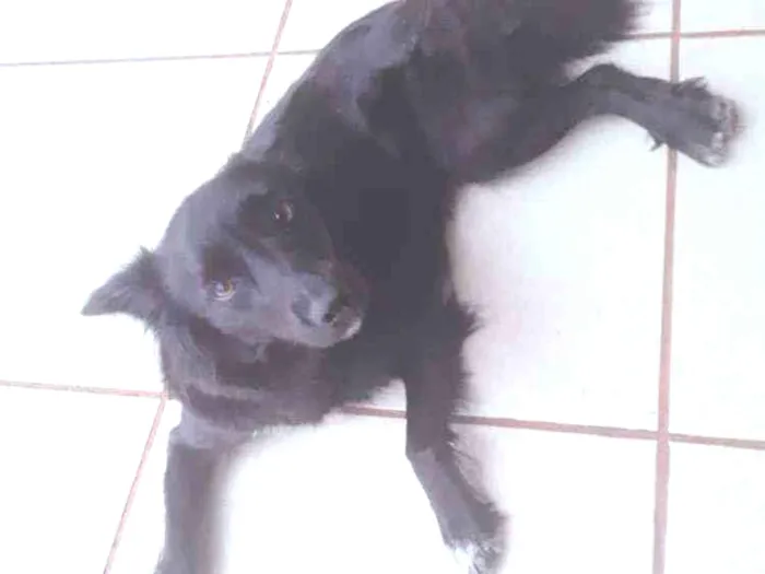 Cachorro ra a Indefinida idade 7 a 11 meses nome Luna