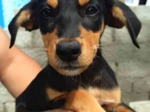 Cachorro raça SRD idade 2 a 6 meses nome Amora