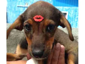 Cachorro raça SRD idade 2 a 6 meses nome Pitanga