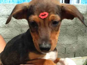 Cachorro raça SRD idade 2 a 6 meses nome Acerola