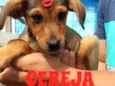 Cereja