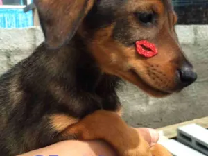 Cachorro raça SRD idade 2 a 6 meses nome Jambo