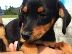 Cachorro raça SRD idade 2 a 6 meses nome Kiwi