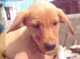 Cáqui