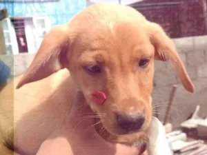 Cachorro raça SRD idade 2 a 6 meses nome Cáqui