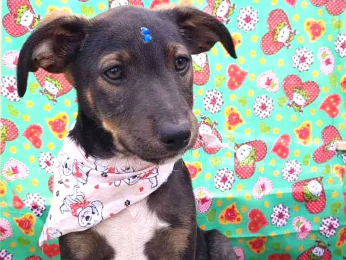Cachorro raça SRD idade 2 a 6 meses nome Mickey