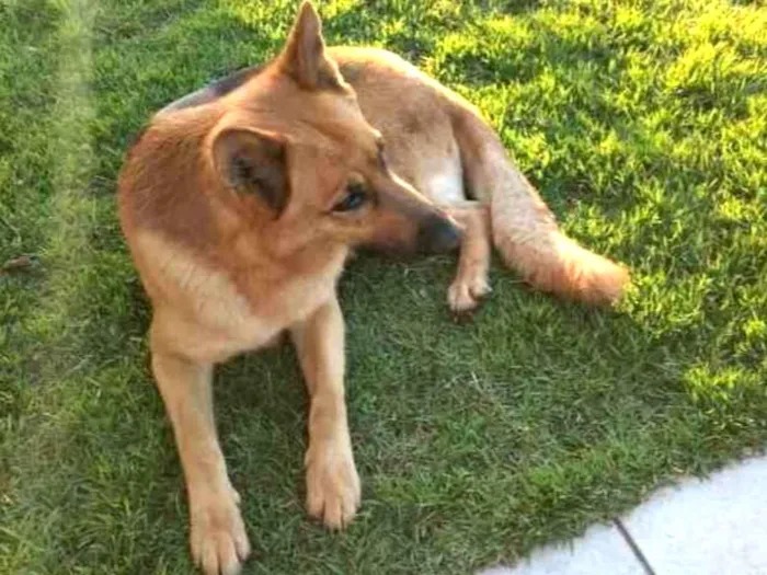 Cachorro ra a Pastor Alemão  idade 3 anos nome Zeus