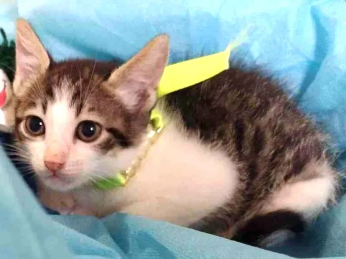 Gato ra a SRD-ViraLata idade 2 a 6 meses nome LUCKY