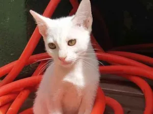 Gato raça srd idade 2 a 6 meses nome Tapioca