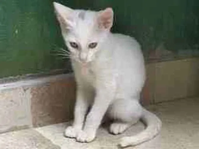Gato ra a srd idade 2 a 6 meses nome Ninho