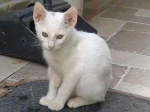 Gato raça srd idade 2 a 6 meses nome Ninho