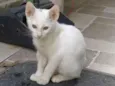 Ninho