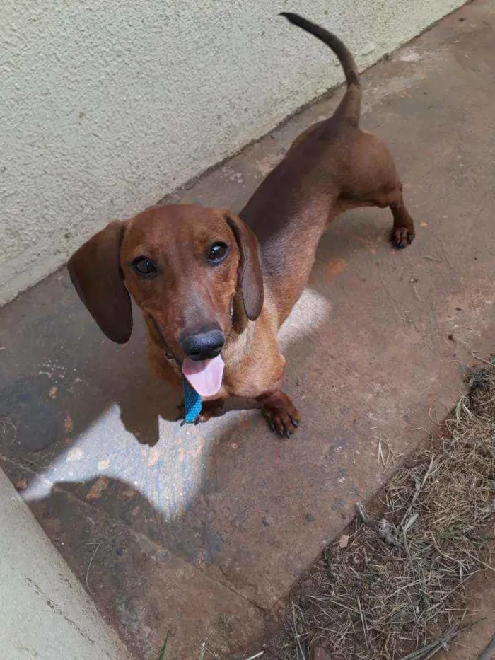 Cachorro raça  idade 7 a 11 meses nome ...