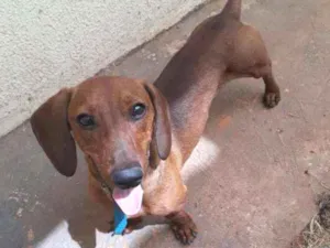 Cachorro raça  idade 7 a 11 meses nome ...
