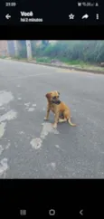 Amarela