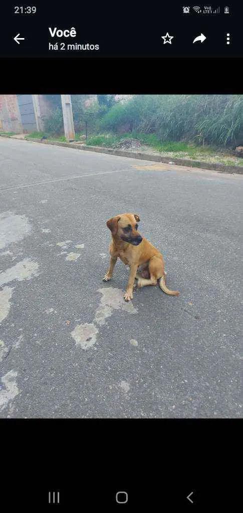 Cachorro raça Sem raça definida  idade 2 anos nome Amarela