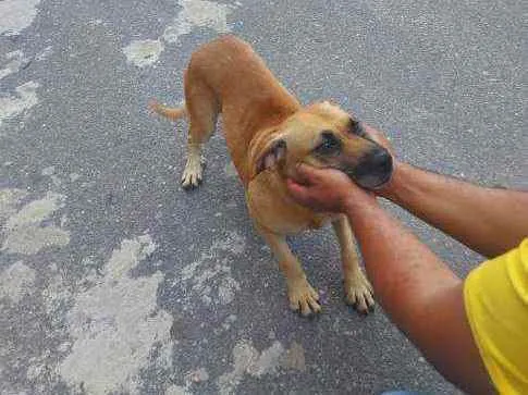 Cachorro raça Sem raça definida  idade 2 anos nome Amarela