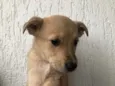 Cachorro raça SRD  idade Abaixo de 2 meses nome Sem Nome