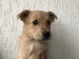 Cachorro raça SRD  idade Abaixo de 2 meses nome Sem Nome