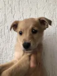 Cachorro raça SRD  idade Abaixo de 2 meses nome Sem Nome