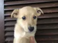 Cachorro raça SRD  idade Abaixo de 2 meses nome Sem Nome