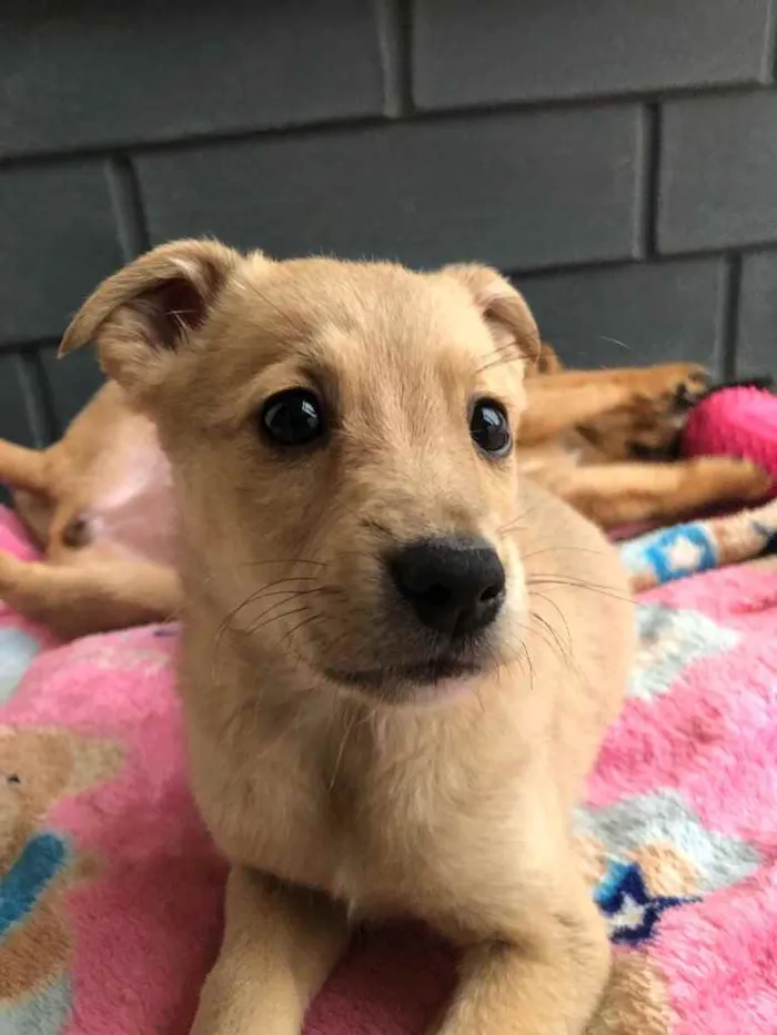 Cachorro raça SRD  idade Abaixo de 2 meses nome Sem Nome