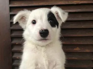 Cachorro raça SRD idade Abaixo de 2 meses nome Sem nome
